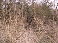 Coughton station bridge site, Sambourne Rd, looking South