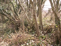 Rubery station trackbed and platform edge